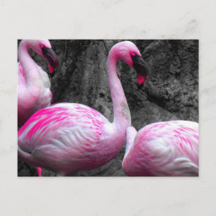 ~Flamants roses~ CARTE POSTALE