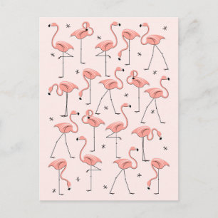 Flamants roses Carte postale rose
