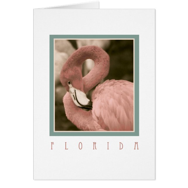 Flamants roses de Floride (Devant)