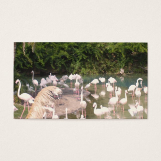 Flamants roses de Loisirs (Devant)