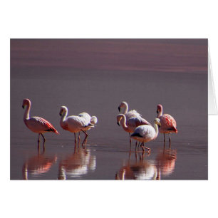 Flamants roses roses noirs rouges avec la