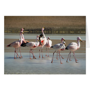 Flamants roses rouges noirs roses sur la glace/eau