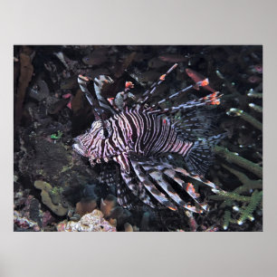 Flambouyant Lionfish Poster