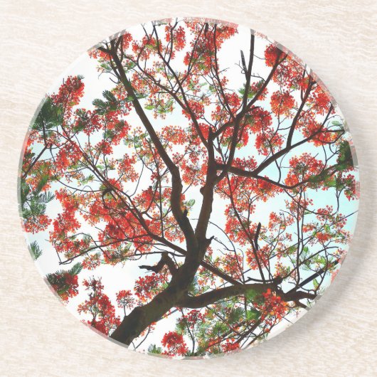 Flamboyant Royal Poinciana Flame Tree Stone Zandsteen Onderzetter (Voorkant)