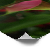 Flame Calla. Poster (Hoek)