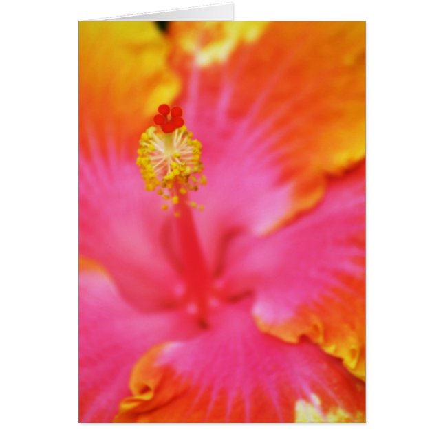 Flame Hibiscus I (Voorkant)