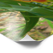 Flame Lily - Gloriosa Superba Foto Afdruk (Hoek)