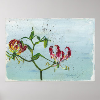 Flame Lily van Cheryl Jowers Poster