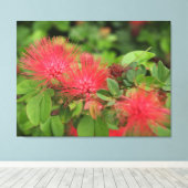 Flame Mimosa boom bloeit uitgerekt canvas Print (Insitu (Houten vloer))