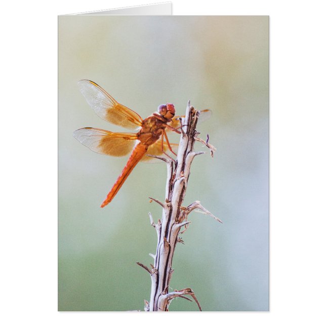 Flame Skimmer Dragonfly op Agave (Voorkant)