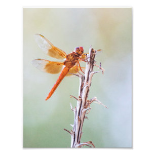 Flame Skimmer Dragonfly op Agave Foto Afdruk