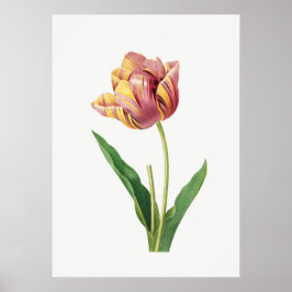 Flame Tulip Poster Botanische illustratie