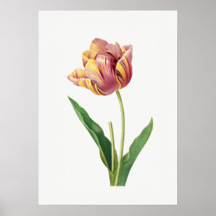 Flame Tulip Poster Botanische illustratie
