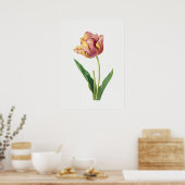 Flame Tulip  Poster Botanische illustratie (Keuken)