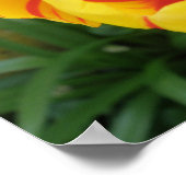 Flame Tulip Print (Hoek)