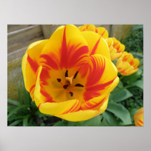 Flame Tulip Print