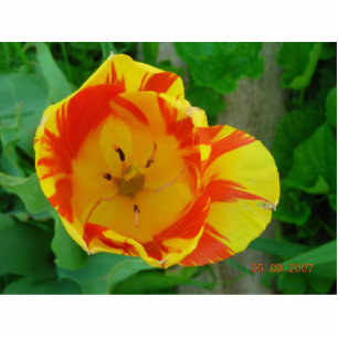 FLAMED TULIP (FOTOSCULPTUUR) FOTOBEELDJE MAGNEET