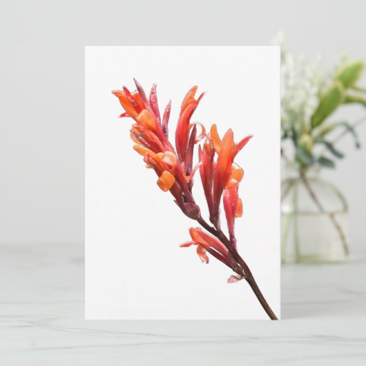 Flaming Canna Aankondiging (Staand voorkant)