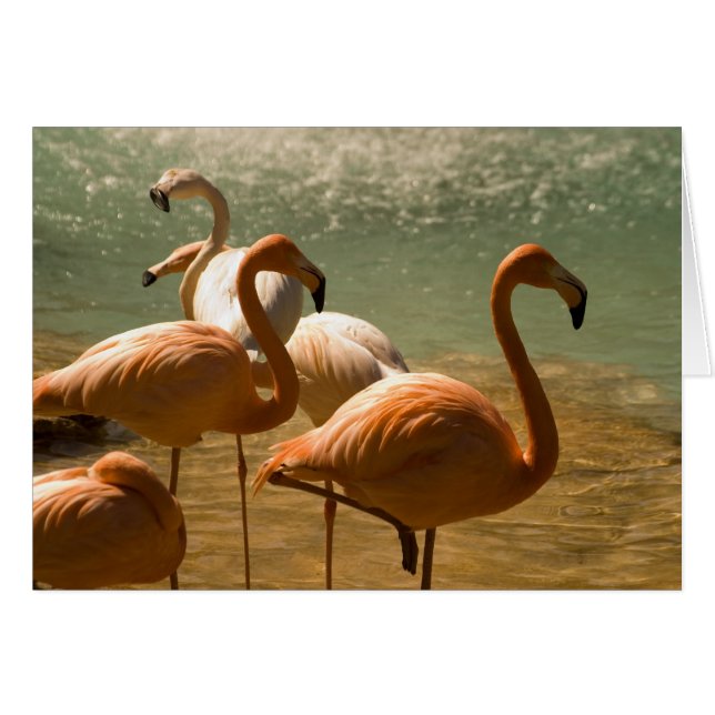 Flamingo (Voorkant Horizontaal)