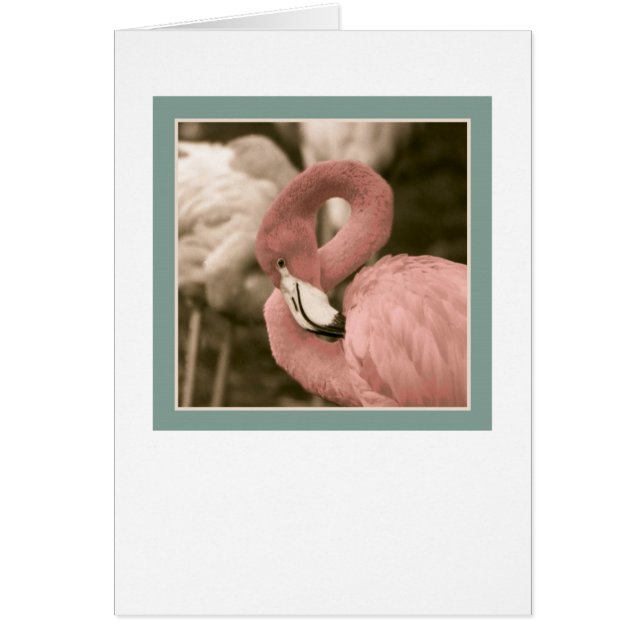 Flamingo (Devant)