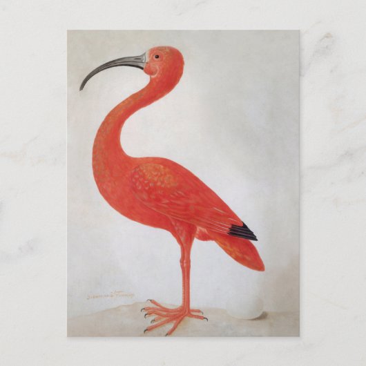 Flamingo - 17th C. Fine Art Briefkaart (Voorkant)