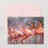 Flamingo ansichtkaart briefkaart (Voorkant / Achterkant)