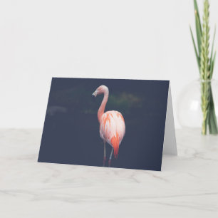 Flamingo At Dusk Kaart