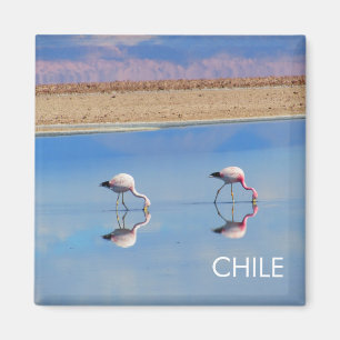 Flamingo, Atacama Desert, Chili Magnet Magneet