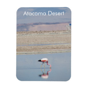Flamingo Atacama woestijn Flexible Magnet Magneet