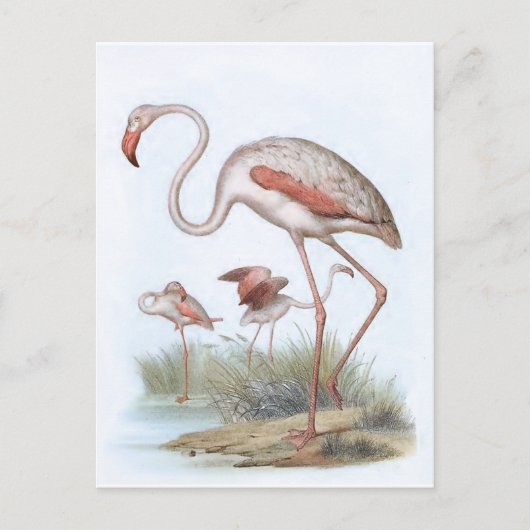 Flamingo Bird Illustration Briefkaart (Voorkant)