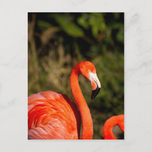 Flamingo Briefkaart
