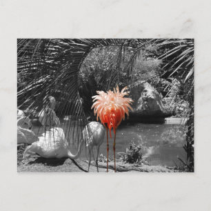 Flamingo Briefkaart