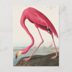 Flamingo Briefkaart