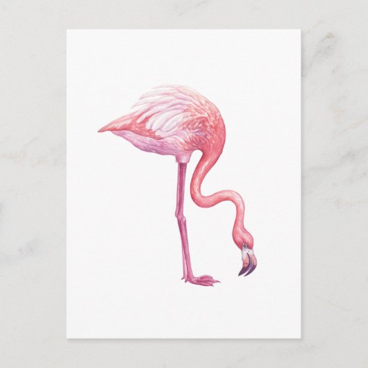 Flamingo Briefkaart (Voorkant)