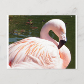 Flamingo Briefkaart