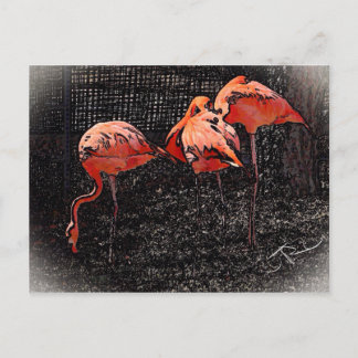 Flamingo Briefkaart