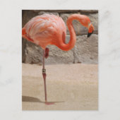 Flamingo Briefkaart (Voorkant)