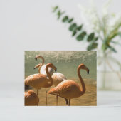 Flamingo Briefkaart (Staand voorkant)