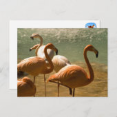 Flamingo Briefkaart (Voorkant / Achterkant)