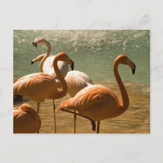 Flamingo Briefkaart (Voorkant)
