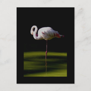 flamingo briefkaart