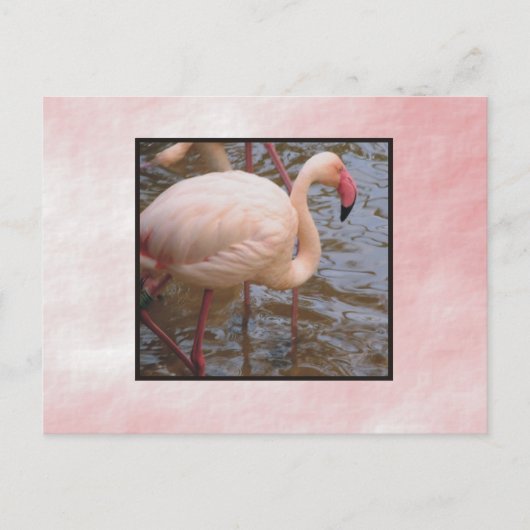 Flamingo Briefkaart (Voorkant)