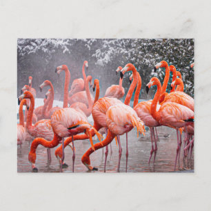 Flamingo briefkaart