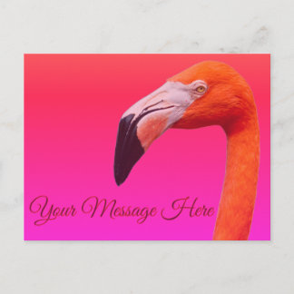 Flamingo briefkaart