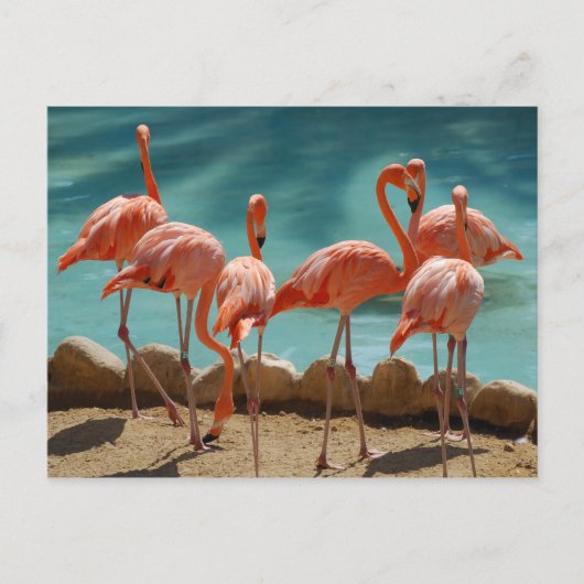 Flamingo Briefkaart (Voorkant)