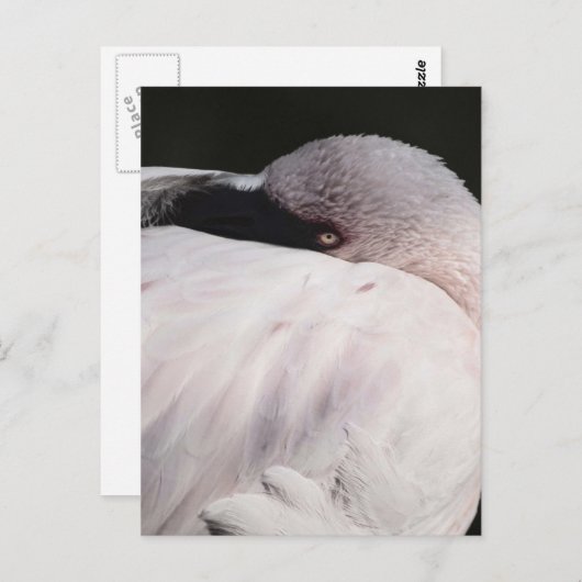 Flamingo Briefkaart (Voorkant / Achterkant)