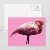 Flamingo Briefkaart (Voorkant / Achterkant)