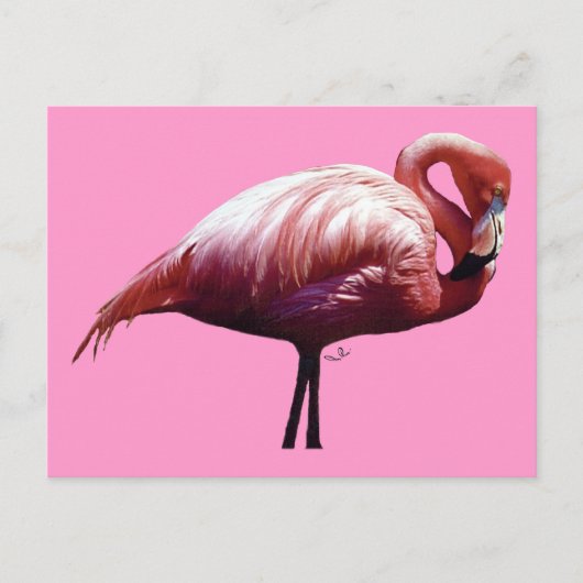Flamingo Briefkaart (Voorkant)