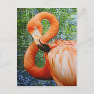 FLAMINGO BRIEFKAART