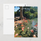 FLAMINGO-BRIEFKAART BRIEFKAART (Voorkant / Achterkant)